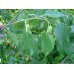 画像2: 【ジェモレメディ】BIOヨーロッパシラカバ・むくみケアや利尿作用に 50ml (単体植物) Herbiolys / エルビオリス (2)