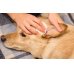 画像2: 犬猫用 ナチュラル点耳液 (耳のケアに) 30ml Anibio / アニビオ  (2)