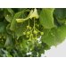 画像4: 【ジェモレメディ】BIOスヴェルトリス・ダイエットサポートに 50ml (複合植物) Herbiolys / エルビオリス (4)