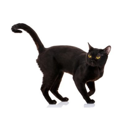 画像2: BIO犬猫向け固形シャンプー (黒い毛向け) 60ml PEPET'S / ペペッツ