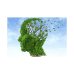 画像5: 【ジェモレメディ】BIOオリーブ コレステロール値の安定化、脳のケア 50ml (単体植物) Herbiolys / エルビオリス