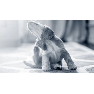 画像3: 犬猫用BIOサプリメント エピデルム・コンプレックス100g (皮膚疾患ケアに)  FLORALPINA / フロラルピナ