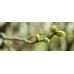 画像2: 【ジェモレメディ】BIOギンヨウボダイジュ(リンデン)・ストレス緩和や睡眠促進に 50ml (単体植物) Herbiolys / エルビオリス (2)