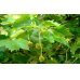 画像2: BIOプラタナス・ジェモレメディ・吹き出物や肌荒れ、白斑ケアに 30ml (単体植物) Herbalgem /ハーバルジェム (2)