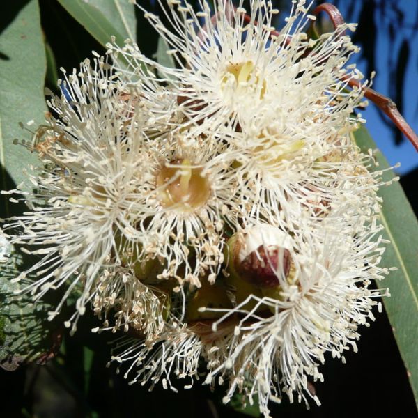 Huile essentielle d'Eucalyptus Citronné (Citriodora) – Tradition